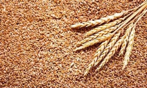 India and World Food Programme (WFP) sign agreement for fifth tranche of wheat donation to Afghanistan