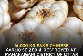 16,000 kg fake Chinese garlic seized & destroyed at India-Nepal border