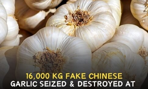 16,000 kg fake Chinese garlic seized & destroyed at India-Nepal border